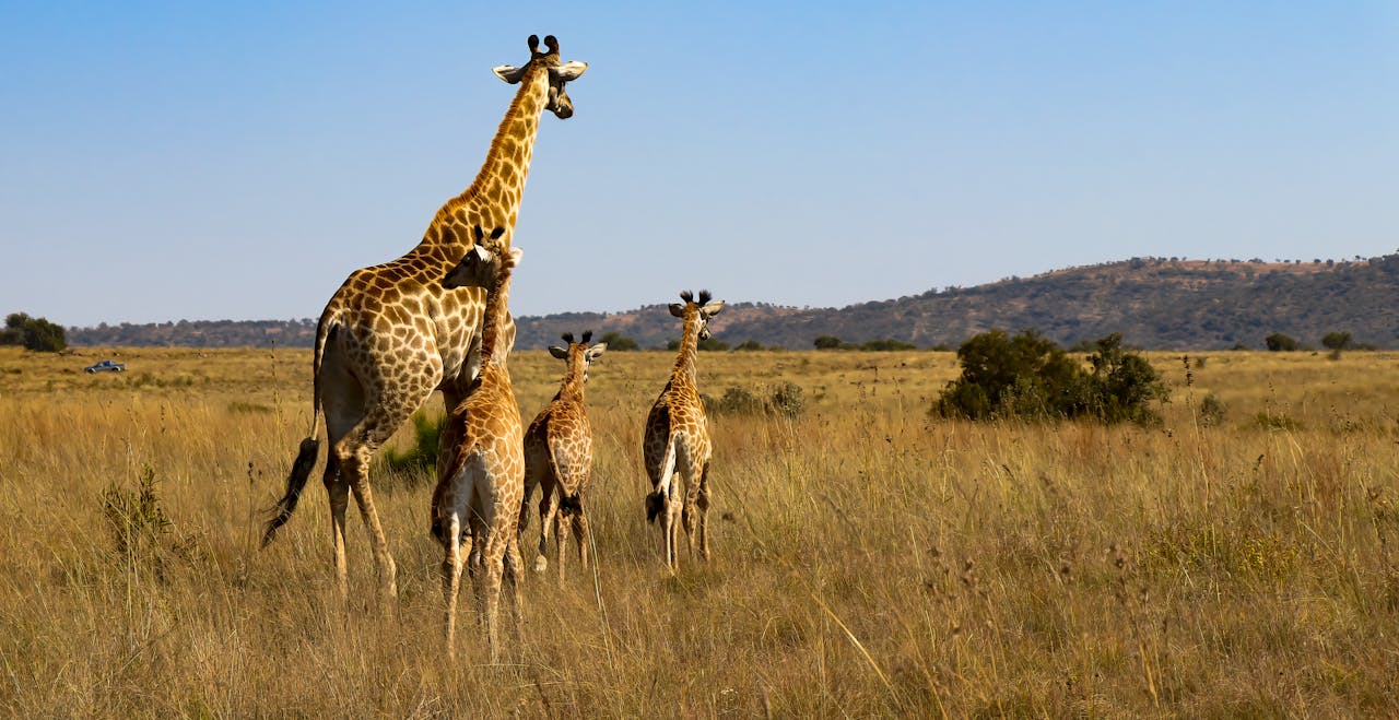 ElitePencil Travel and Tour Website (3)