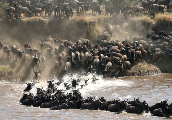 Serengeti Wildebeest Migration